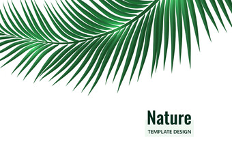 Fototapeta premium Abstract tropical style. Palm branch on a white background. Vector illustration