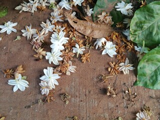 Jasmine on the ground 