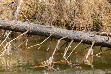 A withered tree has fallen across the river