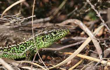 A rare male Sand Lizard, Lacerta Agilis, hunting in the undergrowth for food.