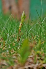 Makro-Aufnahme von einer kleinen Pflanze in einer Wiese.