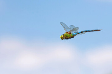 .Große Königslibelle im Flug