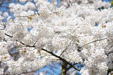 Cherry plum tree in bloom, detail