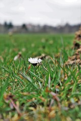 Makro-Aufnahme von einem Gänseblümchen.