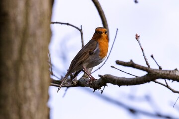 A close up portrait of a small european robin or otherwhise called a erithacus rubecula or robin redbreast bird sitting on a branch of a tree looking straight into the camera.