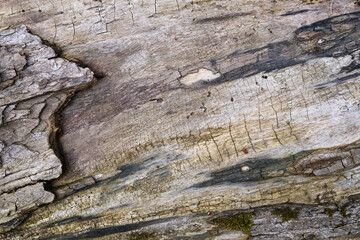 texture of old wood with bark and cracks on the surface