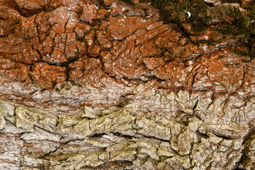 Two-colored large bark of an old tree with cracks on the surface