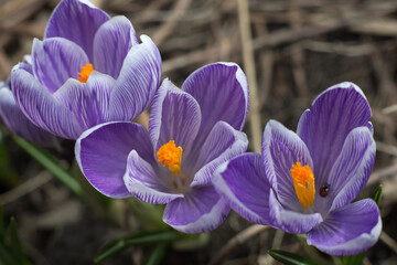 Fototapeta premium three spring crocus flowers