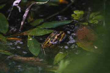 wildlife photography of common frog in a pond full of flora
