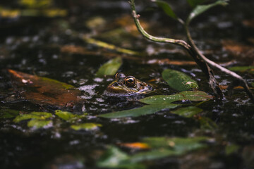 wildlife photography of common frog in a pond full of flora
