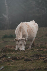 photograph of a cow in the fog grazing in the field