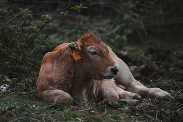 photograph of a wildlife photography, of wild horses mare with her newborn foal resting in the meadow
