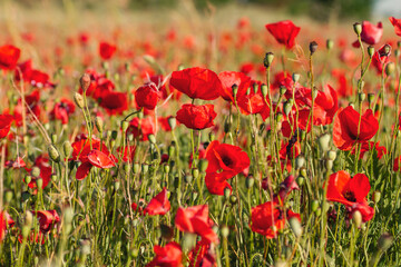 Fototapeta na wymiar Wild red poppy flowers