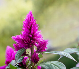 beautiful spikes of celosia argentea tropical plant with bright violet flowers and dark green...