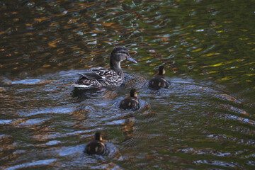 wildlife photography of a female duck with her three baby ducklings in the lake
