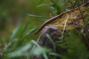 wildlife photography, of a skink in nature on a rock