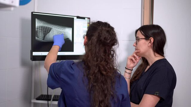 Unrecognizable veterinarians talking against X ray image of animal body