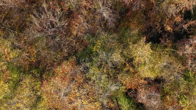 Forest Aerial video in autumn in germany