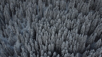 snow covered forest in the Swiss mountains