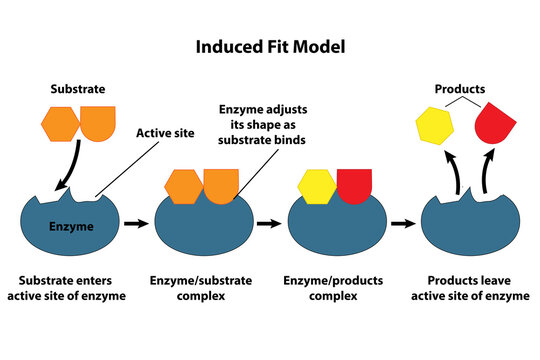 Catalysts and enzymes induced fit model. Substrate reactants enter active site of enzyme. Chemical reaction creates products.