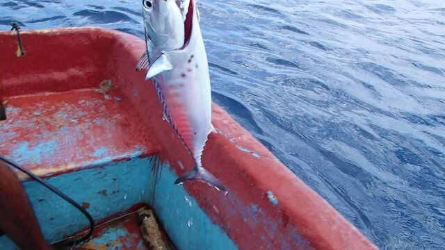 P&ecirc;che au thon dans l'oc&eacute;an indien