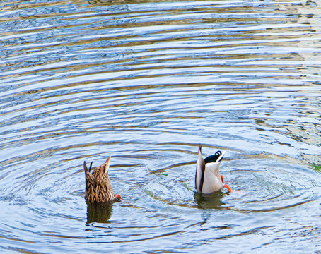 Duck Diving With Head Under Water, Bottom Up. Legs And Tail Stick Out Of The Water. Wild Ducks Swim And Search For Fish In Sync. They Put Their Heads Under The Water And Catch Food. 