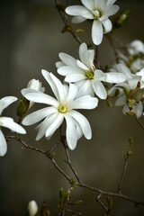 Fototapeta premium Weiße Magnolie auf grau-grünem Hintergrund