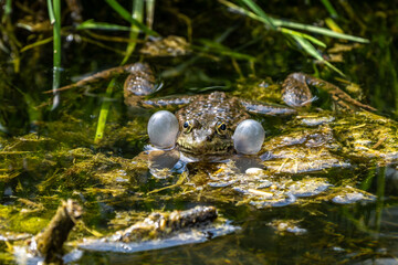 Common frog, Rana temporaria, single reptile croaking in water