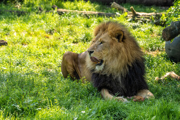 The lion, Panthera leo is one of the four big cats in the genus Panthera