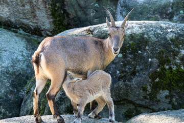 Young baby mountain ibex or capra ibex on a rock