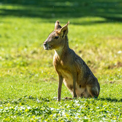 Patagonian Mara, Dolichotis patagonum are large relatives of guinea pigs