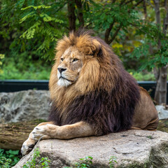 The lion, Panthera leo is one of the four big cats in the genus Panthera