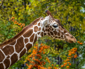 The giraffe, Giraffa camelopardalis is an African mammal