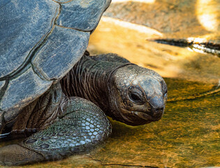 Aldabra giant tortoise, Curieuse Marine National Park, Curieuse, Seychelles