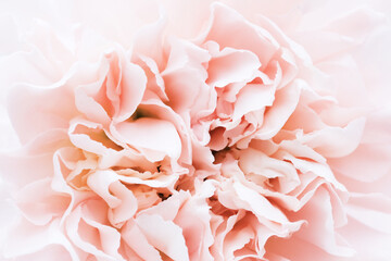 Pink carnation close-up. Macro photo. Photo for poster, interior design