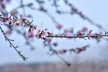 Alcublas, Valencia, Spain: 03.06.2021; The branch  almond flowers