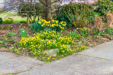 Daffodil Garden Scene 3