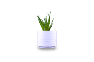 Aloe vera in a pot isolated on a white background.
