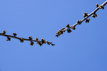 Two branches of cherry tree with swollen buds rushing towards each other against blue sky. Fruit trees in orchard in early spring. Beginning of juice movement on plants in garden.