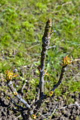 Small pear-shaped columnar tree is budding. Spring, preparation for flowering. Top view on blurry background of green grass and earth. Selective focus.