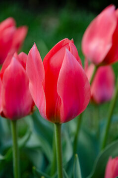 Bright pink tulip bud close-up photo.