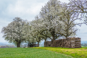 Brennholzlager unter blühendem Baum