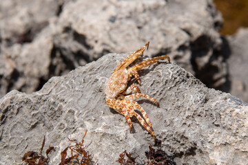 A dry, dead sally lightfoot crab, or grapsus grapsus crab, sits on a gray rock on Bathsheba beach in Barbados. Carapace is white and orange, speckled, eyes dried out. Hollow shell, soft-focus bokeh.