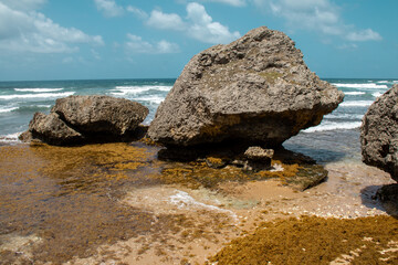 Image of the large, ocean-carved boulders on Bathsheba beach in Barbados, surrounded by thick orange-yellow sargassum seaweed at low tide. Cresting waves, turquoise water. Atlantic Ocean.