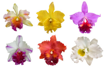 Collection of Cattleya orchid flower isolated on white background.