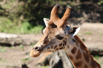 Naklejka premium Giraffe