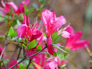 Obraz premium Rhododendron schlippenbachii, the royal azalea, is a species of Rhododendron, flowering shrubs, pink azalea flowers.