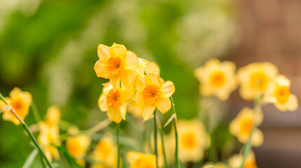 Image of Yellow Daffodils with a Green Colored Background.