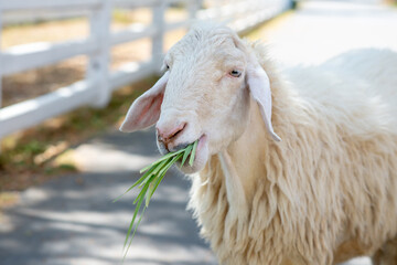 Close up image of a head of sheep. Sheep eating grass in the farm.