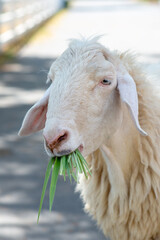 Close up image of a head of sheep. Sheep eating grass in the farm.